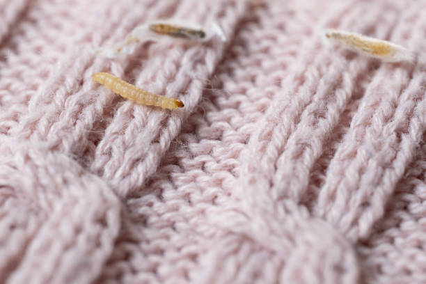 larves de mites vestimentaires sur du textile